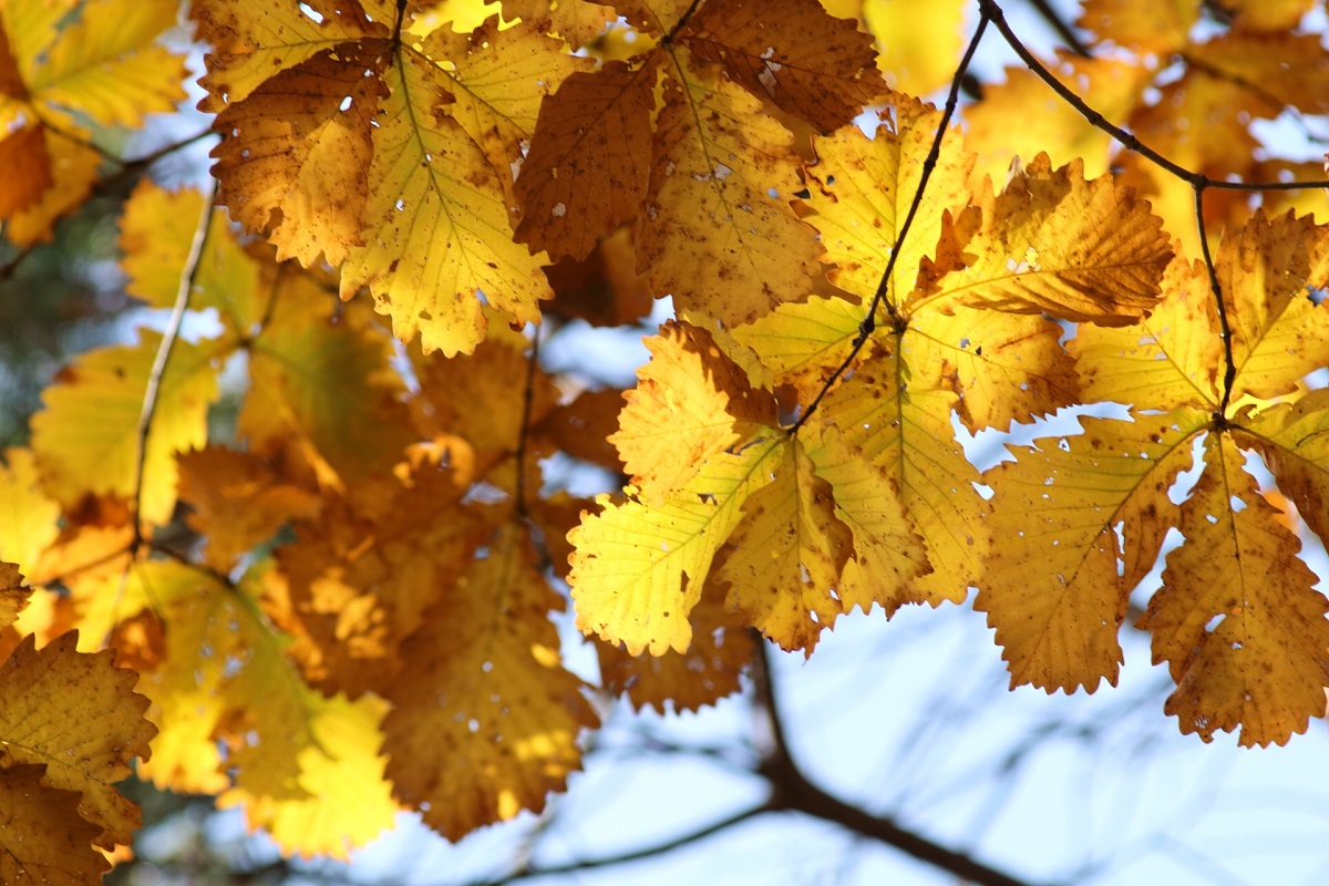 Water Oak