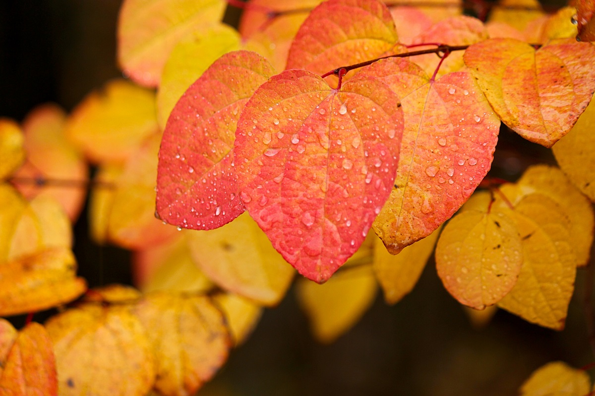 Katsura Tree