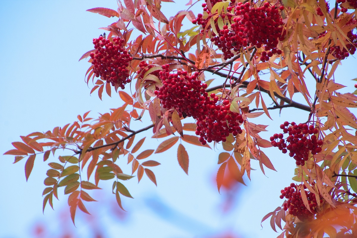 Mountain Ash