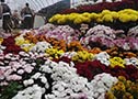 October: Kitami Chrysanthemum Festival