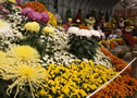 Obihiro Chrysanthemum Festival, from late October to early November