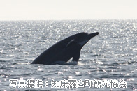 贝氏喙鲸