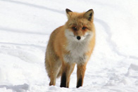 北海道红狐狸