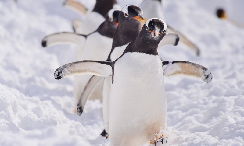 Penguin walk