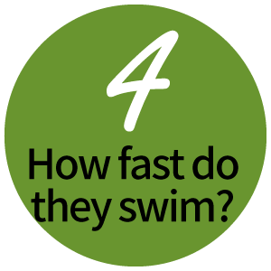 How fast do they swim? 