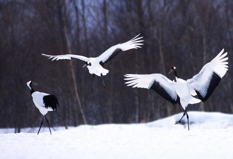 Japanese crane