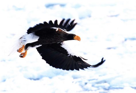 Drift ice and Steller's sea eagle