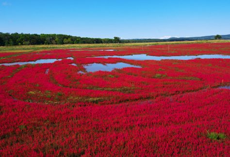 Sangoso (coral grass) in Lake Notoro