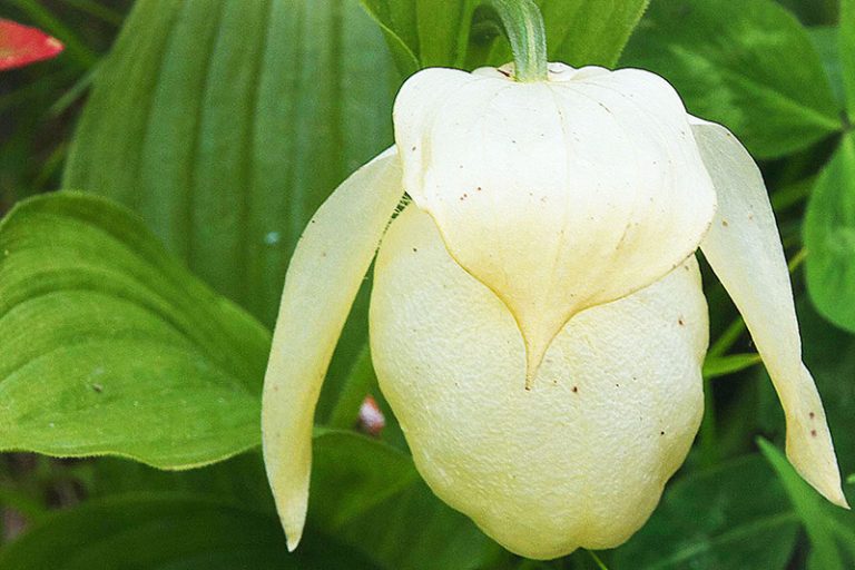 Cypripedium marcanthum var. rebunense（Lebun atsumoriso）