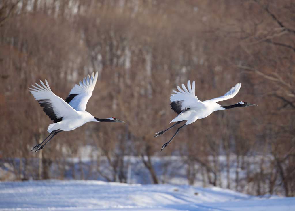 The red-crowned crane