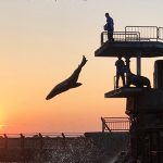 Steller Sea Lions' Twilight Dive