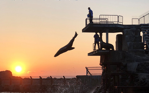 Steller Sea Lions' Twilight Dive